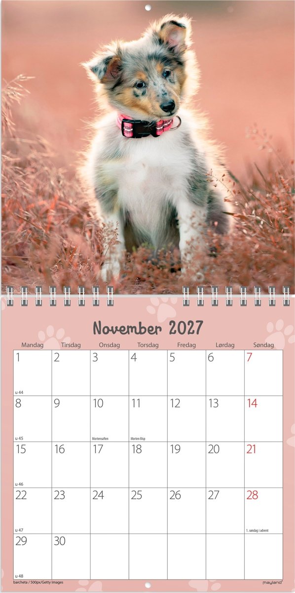 Mayland 2027 Vægkalender, Mini, hundehvalpe