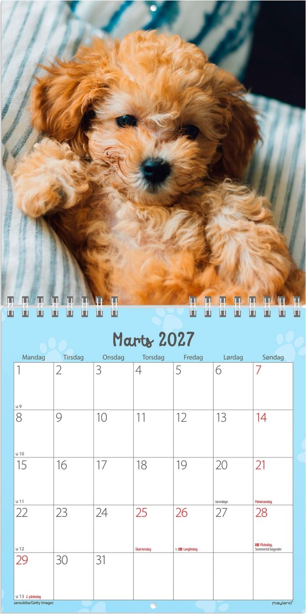 Mayland 2027 Vægkalender, Mini, hundehvalpe