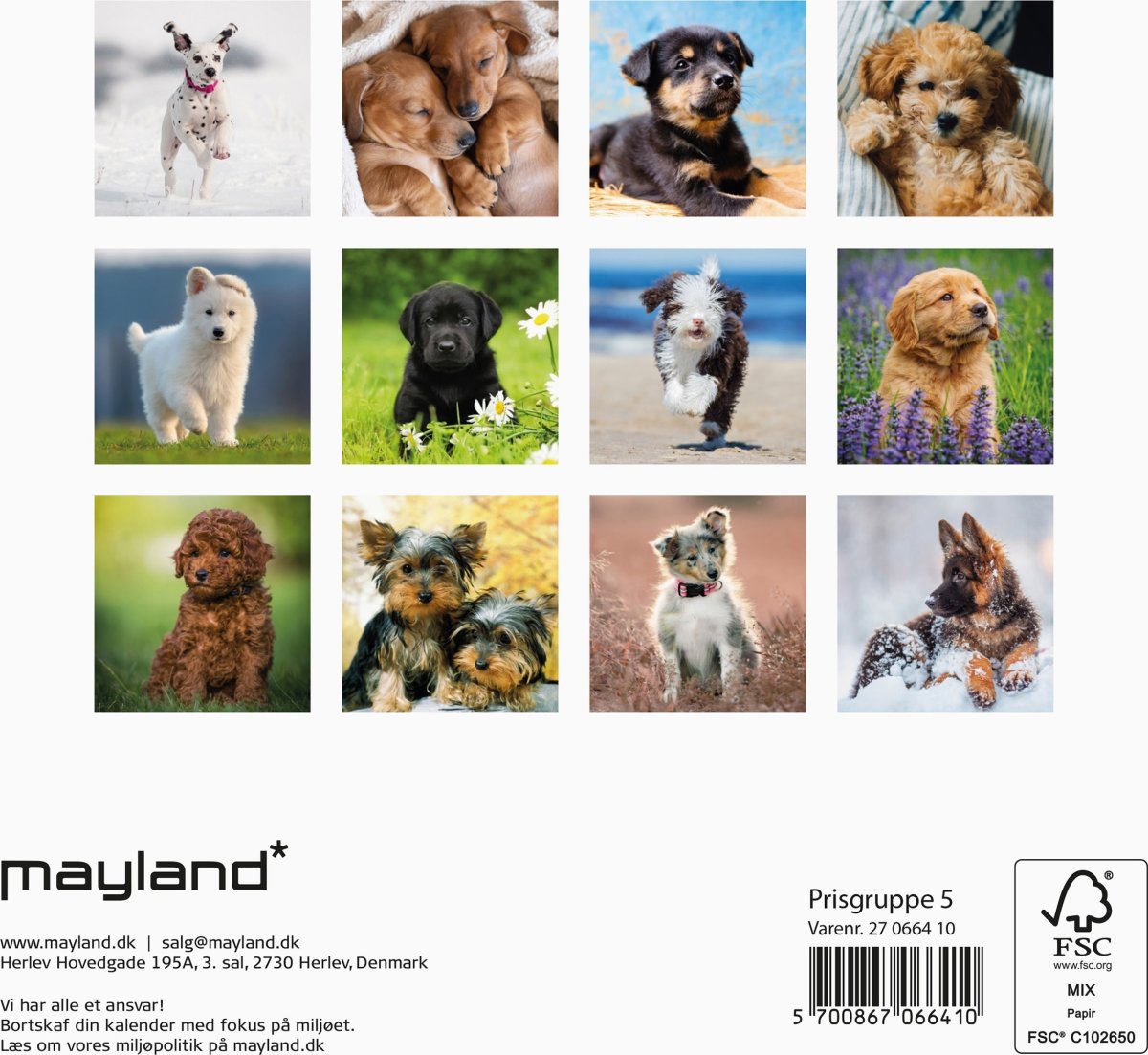Mayland 2027 Vægkalender, Mini, hundehvalpe