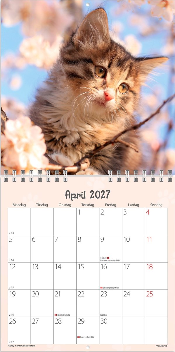 Mayland 2027 Vægkalender, Mini, kattekillinger