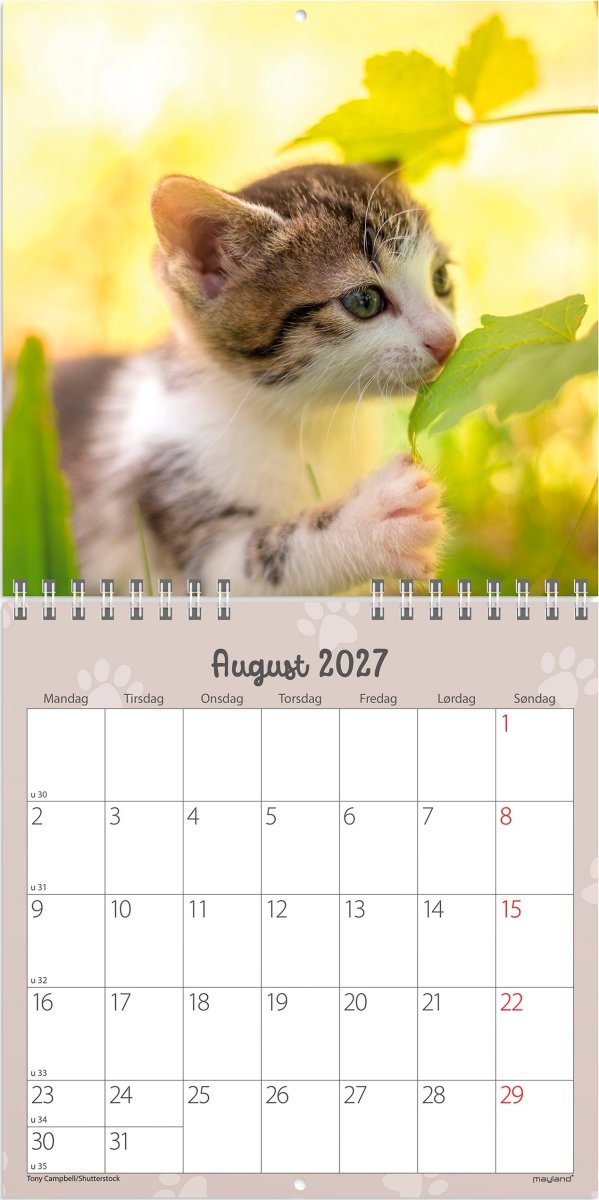 Mayland 2027 Vægkalender, Mini, kattekillinger