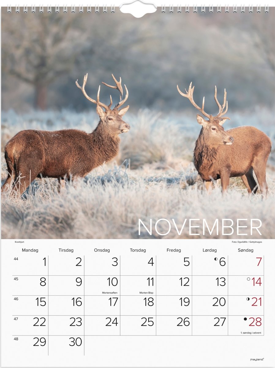 Mayland 2027 Vægkalender, verdens dyr