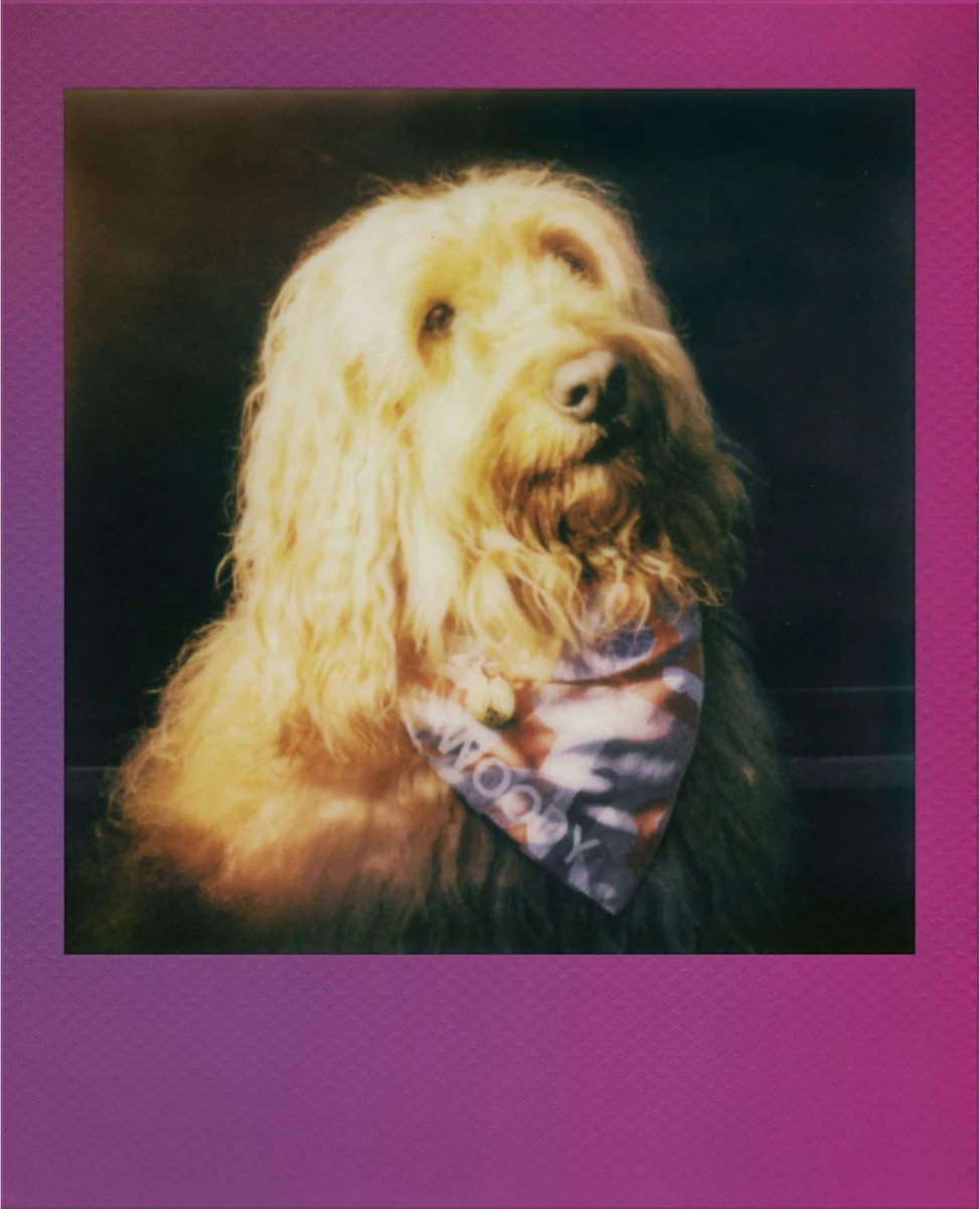 POLAROID Farvefilm Go Regnbuerammer 2-Pak