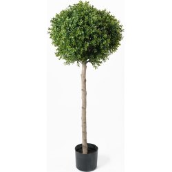 Buxbom H 115 cm
