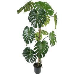 Monstera, H150 cm