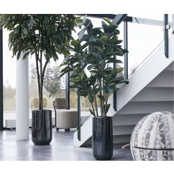 Figen Robusta, H180 cm