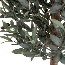 Oliventræ, H150 cm