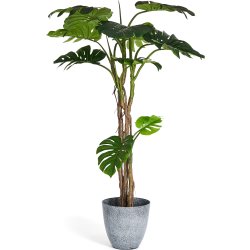 Monstera Plante inkl. potte, 180 cm