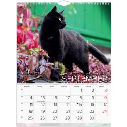 Mayland 2023 Vægkalender | Katte