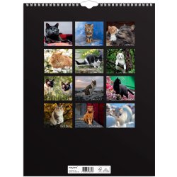 Mayland 2023 Vægkalender | Katte