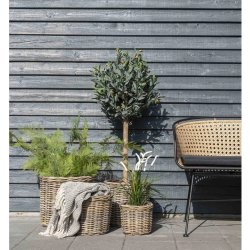 House Nordic Bogor korgar, H35/30/25/20 cm, natur