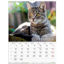 Mayland 2025 Vægkalender, katte