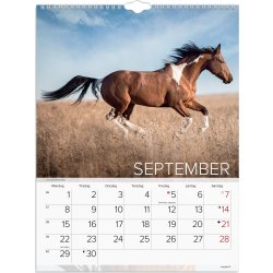 Mayland 2025 Vægkalender, heste