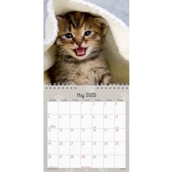 Mayland 2025 Vægkalender Mini, kattekillinger