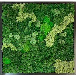 Mosbillede Mix 013, 50x50 cm, m/ramme