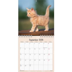 Mayland 2026 Vægkalender Mini, kattekillinger
