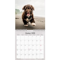 Mayland 2026 Vægkalender Mini, hundehvalpe