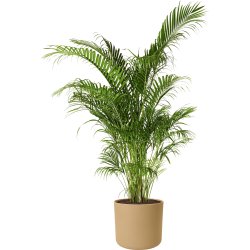 Elho B.for Soft Blomsterkrukke, 16 cm, golden sand