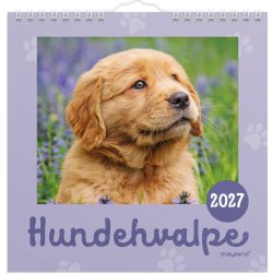 Mayland 2027 Vægkalender, Mini, hundehvalpe