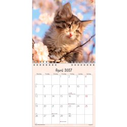 Mayland 2027 Vægkalender, Mini, kattekillinger