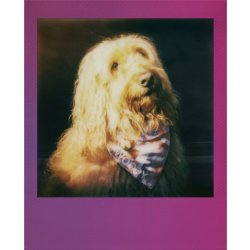 POLAROID Farvefilm Go Regnbuerammer 2-Pak