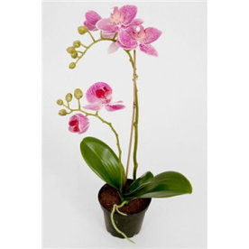 Orkide lilla H40 cm