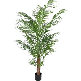 Areca palme, H 180 cm
