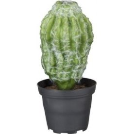 Kaktus, 18cm