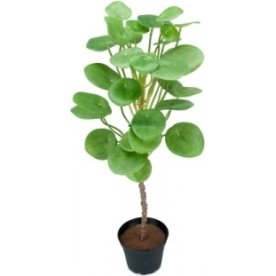 Elefantøre, 55cm