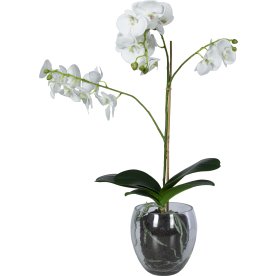 Orkide, inkl. glaskrukke, H65 cm, Hvid