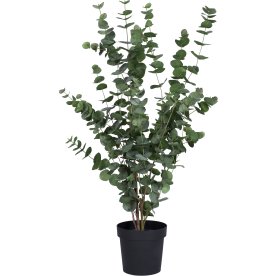 Eukalyptus, H110 cm