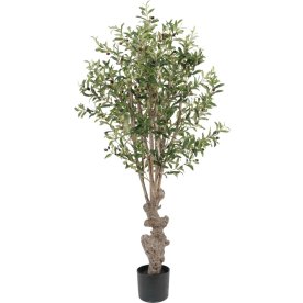Oliventræ, H150 cm