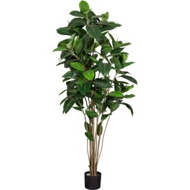 Figen Robusta, H180 cm