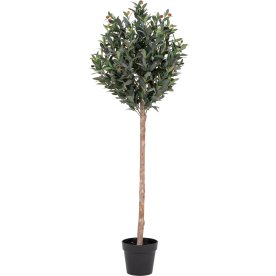 Oliventræ, H150 cm