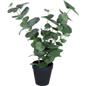 Eukalyptus small, H50 cm