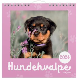 Mayland 2024 Vægkalender | Hundehvalpe