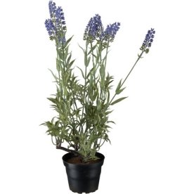 Lavendel, 45 cm