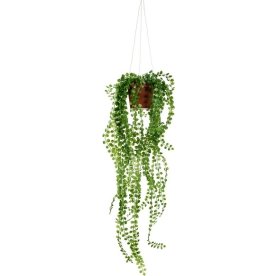 Pilea hængeplante, 55 cm