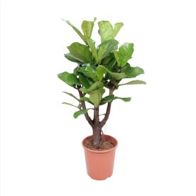Ficus Lyrata, uden potte, 1 stk
