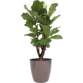 Ficus Lyrata, inkl. beige potte, 1 stk