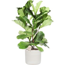 Ficus Lyrata, inkl. grå potte, 1 stk