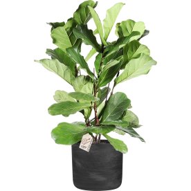 Ficus Lyrata, inkl. sort potte, 1 stk