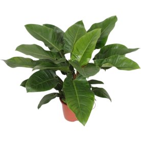 Philodendron Imperial Green, uden potte, 1 stk