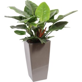 Philodendron Imperial Green, inkl. potte, 1 stk
