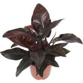 Philodendron Imperial Red, uden potte, 1 stk