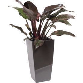 Philodendron Imperial Red, inkl. potte, 1 stk