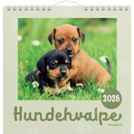 Mayland 2026 Vægkalender Mini, hundehvalpe