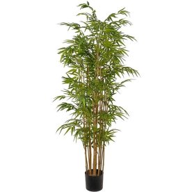 Bambus, H180 cm