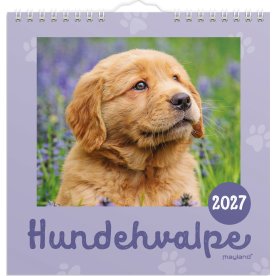 Mayland 2027 Vægkalender, Mini, hundehvalpe