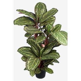 Maranta grön / röd Höjd 104 cm